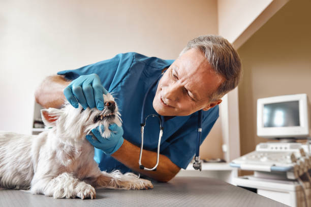 Best Emergency Dental Extractions in Chenoa, IL